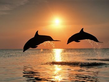 Bottlenose Dolphins Jumping At Sunset, Honduras screenshot