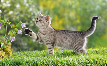 British Shorthair Kitten screenshot