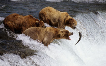 Brown Bears Alaska screenshot