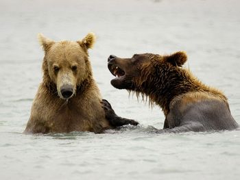 Brown Bears Playing, Mcneil River, Alaska screenshot