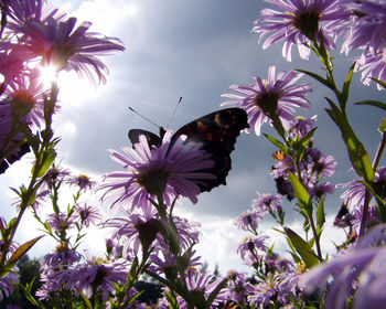 Butterfly & Daisies screenshot