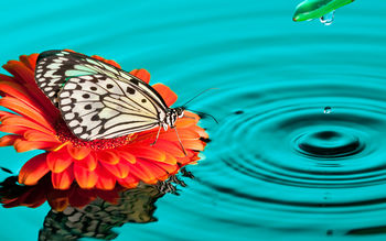 Butterfly Drops screenshot