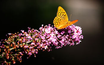 Butterfly in Botanic Garden screenshot