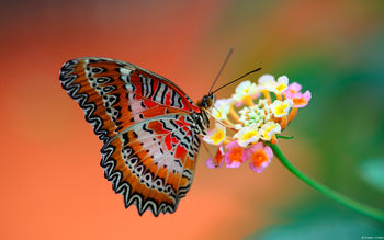 Butterfly on Flower screenshot