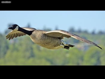 Canada Goose Flight Cropped And Nr screenshot