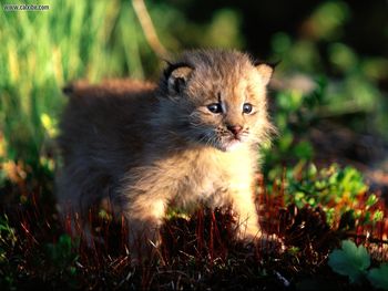 Canada Lynx Kitten screenshot