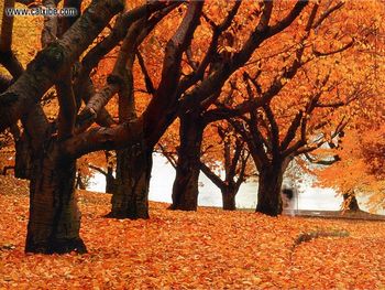 Canada Ontario Toronto High Park Autumn screenshot