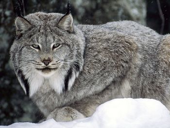 Canadian Lynx screenshot
