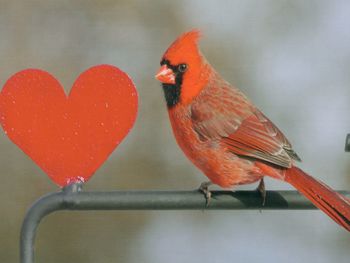Cardinal With A Heart screenshot