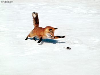 Chasing A Snack Red Fox screenshot