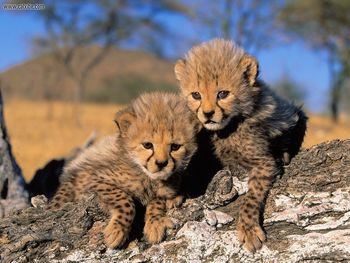 Cheetah Cubs Africa screenshot