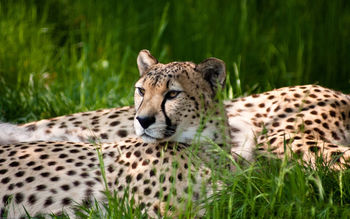 Cheetah Dual Monitor screenshot