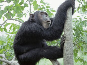 Chimpanzee Gombe National Park Tanzania Africa screenshot