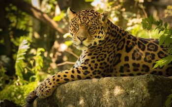 Chincha the Jaguar screenshot