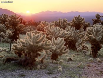 Cholla Cacti Joshua Tree National Park California screenshot