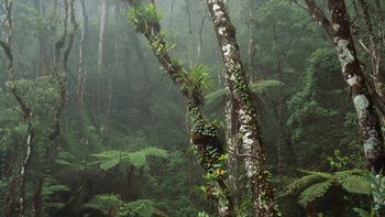 Cloud Forest, Mount Kinabalu National Park, Borneo, Malaysia screenshot
