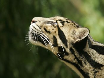 Clouded Leopard, Nashville Zoo At Grassmere, Tennessee screenshot