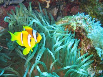 Clown Fish Elphistone Reef screenshot