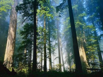 Coastal Redwoods, Northern California screenshot