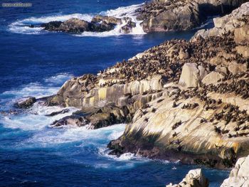 Coastal Sea Lions Valparaiso Chile screenshot