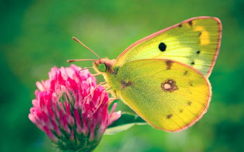 Colias hyale Butterfly screenshot
