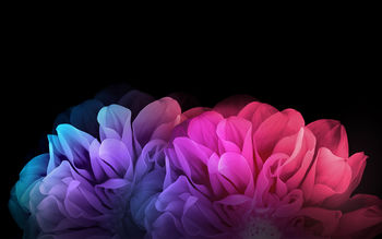 Colorful Flowers Dark Background screenshot