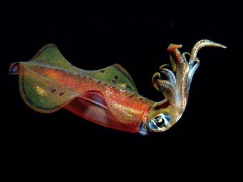 Colorful Squid screenshot