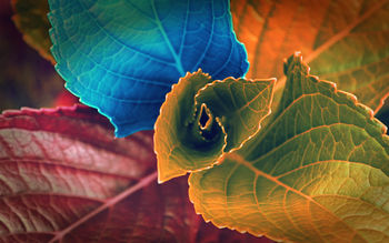 Colors of Leaves screenshot