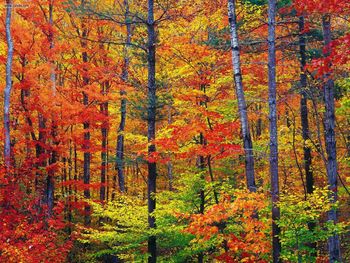 Colors Of New Hampshire screenshot