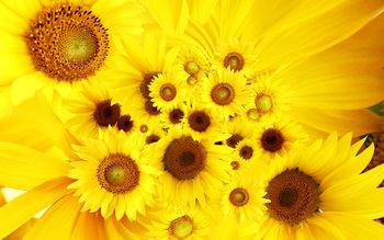 Cool Sunflowers screenshot