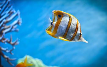 Copperband Butterfly Fish screenshot