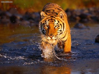 Creek Crossing Bengal Tiger screenshot