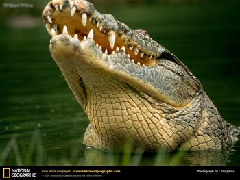 Crocodile screenshot