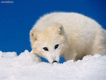 Curious Arctic Wolf screenshot