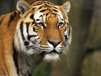 Curious Cat, Siberian Tiger screenshot