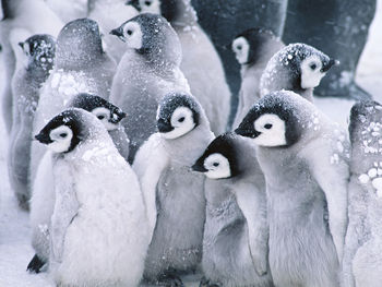 Cute Arctic Penguins screenshot