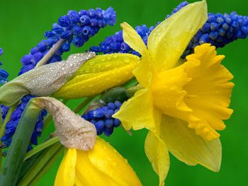 Daffodils and Hyacinth screenshot
