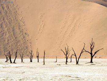 Dead Ulei Namib Desert Namibia Africa screenshot