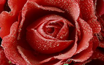Dewy Red Rose screenshot