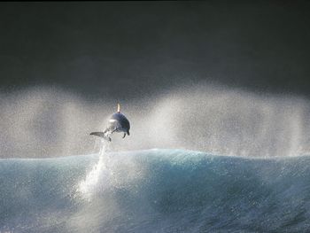 Dolphin Breaching In The Sea screenshot