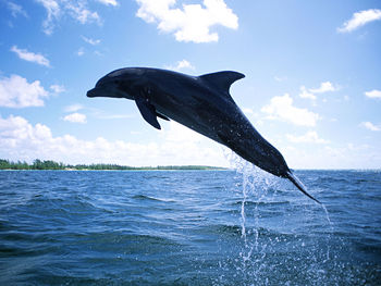 Dolphin Diving screenshot