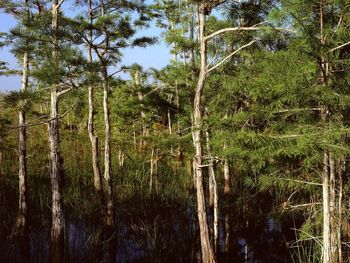 Dwarf Cypress Forest Everglades National Park Florida screenshot