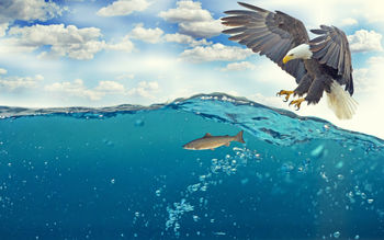 Eagle Fish Underwater 4K screenshot