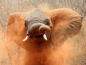 Elephant, Tanzania screenshot