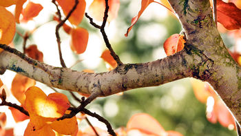 Fall Tree screenshot