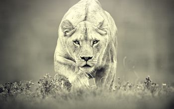Female Lion screenshot
