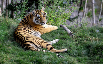 Female Tiger Amurshaya screenshot