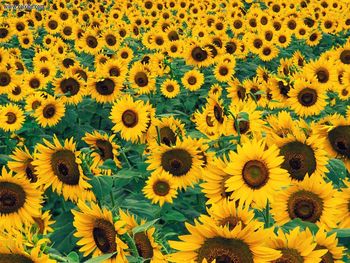 Field Of Sunflowers Frankfort Kentucky screenshot