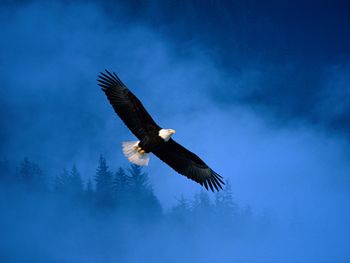 Flight of Freedom Bald Eagle screenshot