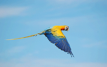 Flying True macaws screenshot